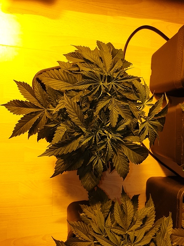 Growreport Bild 39