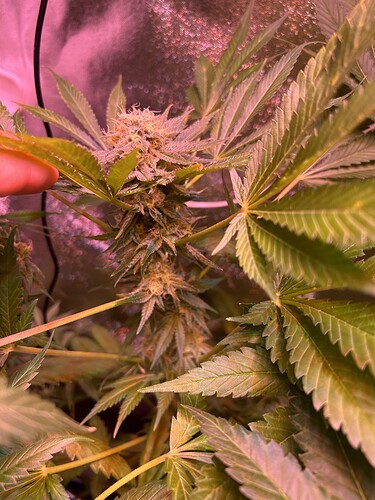 Growreport Bild 7