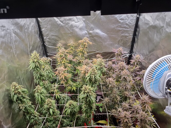 Growreport Bild 21