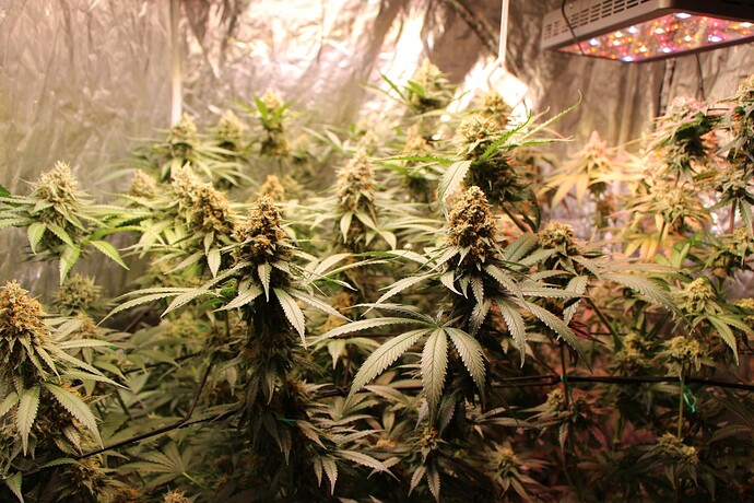 Growreport Bild 44