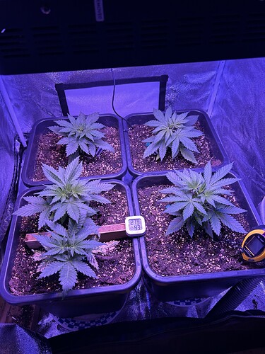 Growreport Bild 4