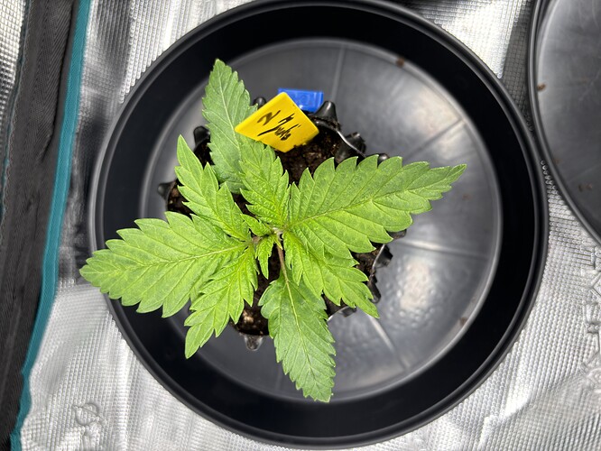 Growreport Bild 62