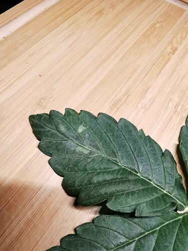 Abgeschnittenes Blatt 2