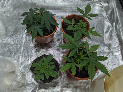 Growreport Bild 2