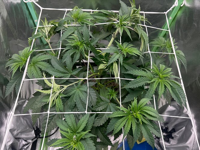 Growreport Bild 9