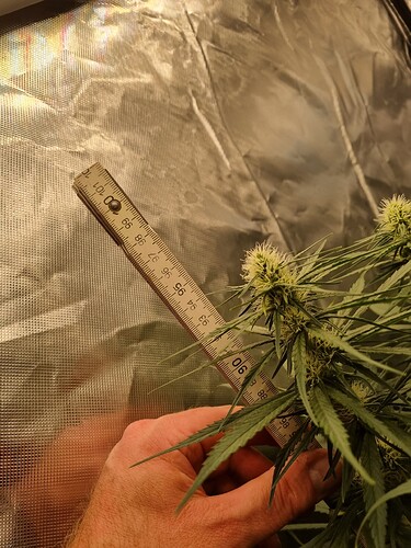 Growreport Bild 13