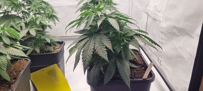 Growreport Bild 12