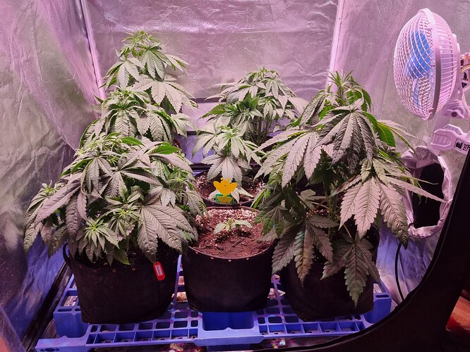 Growreport Bild 33