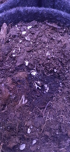 Growreport Bild 96