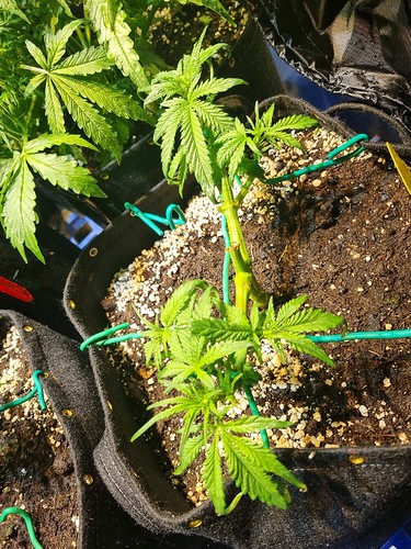 Growreport Bild 13
