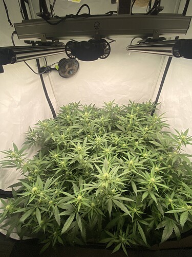 Growreport Bild 1