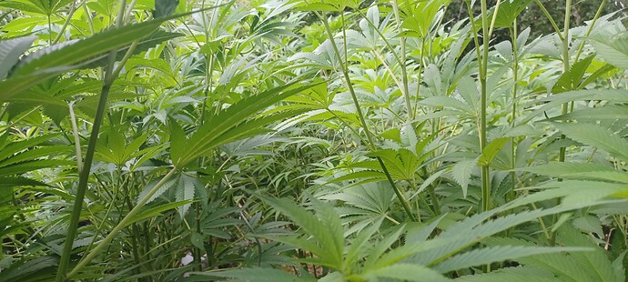 Growreport Bild 26