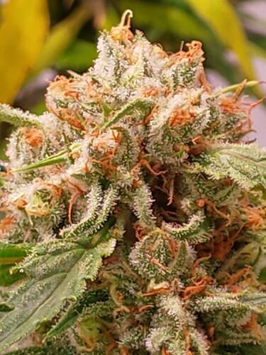 Growreport Bild 2