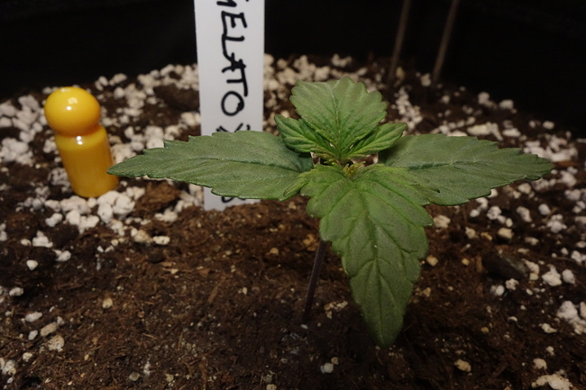 Growreport Bild 10