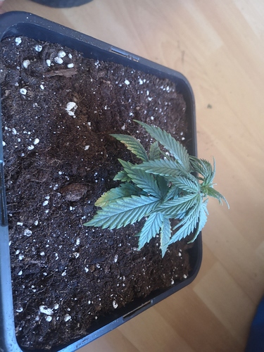 Growreport Bild 8