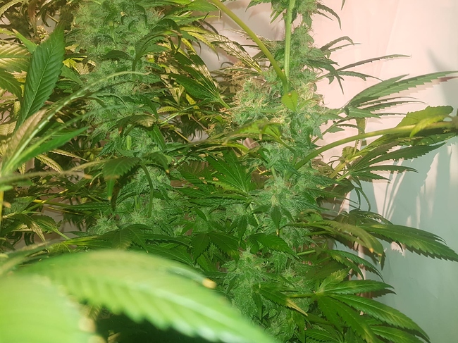 Growreport Bild 1
