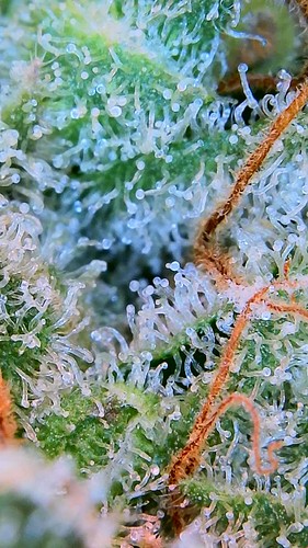 Growreport Bild 3