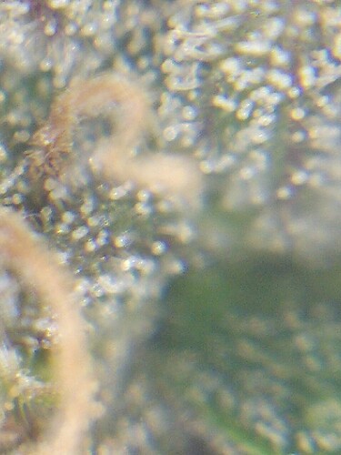 Growreport Bild 20