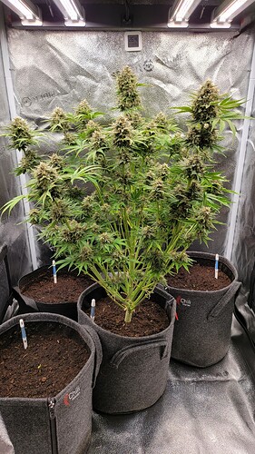 Growreport Bild 58