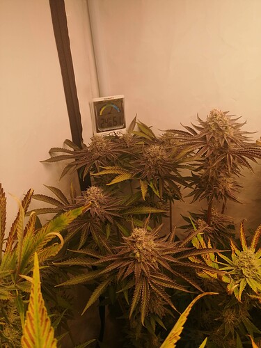 Growreport Bild 4