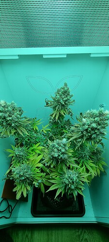 Growreport Bild 1
