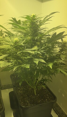 Growreport Bild 6