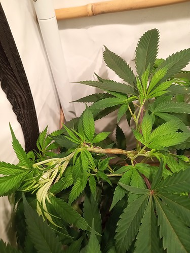 Growreport Bild 48