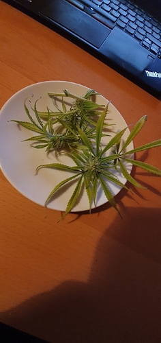 Growreport Bild 7