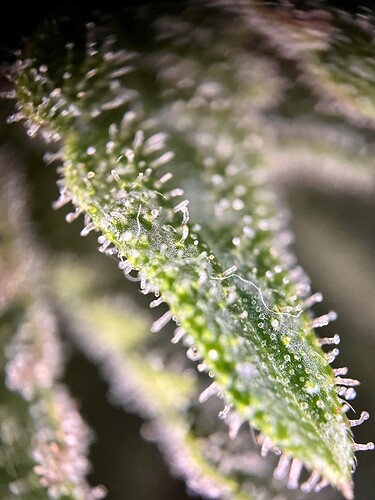 Growreport Bild 4