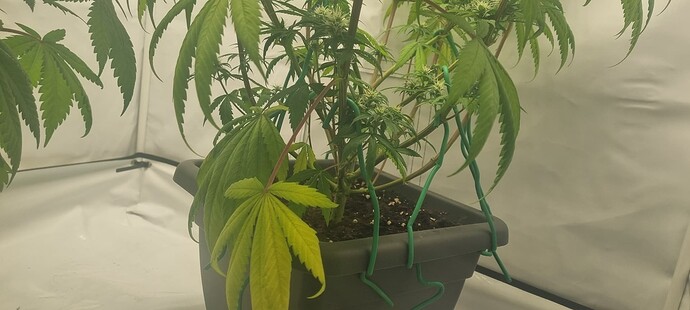 Growreport Bild 12