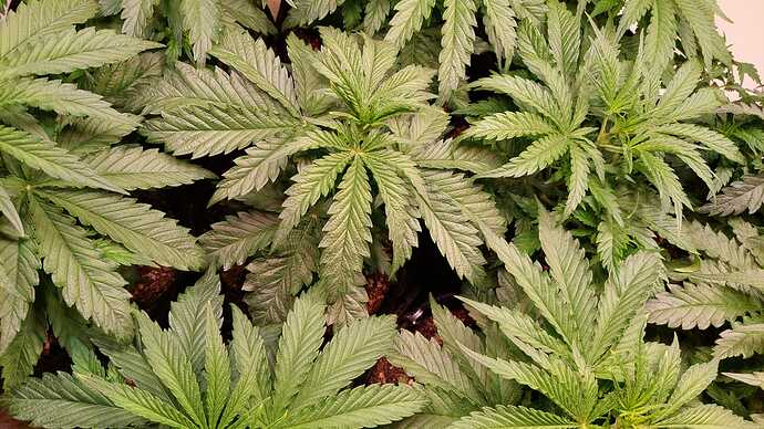 Growreport Bild 1