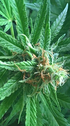 Growreport Bild 2