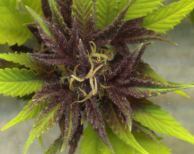 Growreport Bild 7
