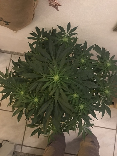 Growreport Bild 6