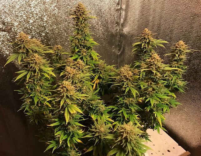 Growreport Bild 14