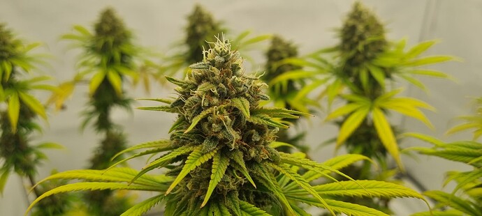 Growreport Bild 9