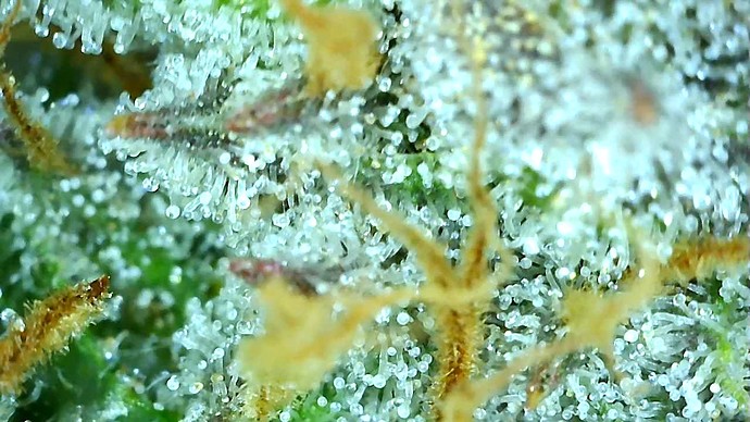 Growreport Bild 44
