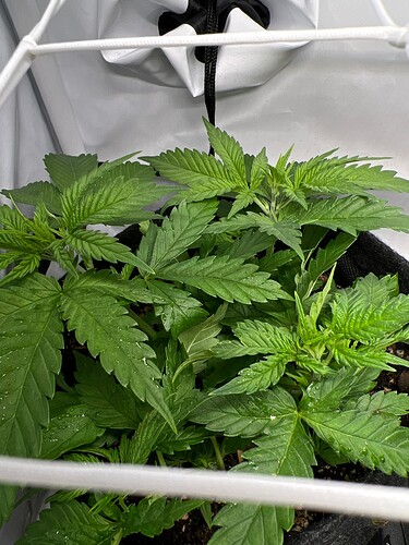 Growreport Bild 2
