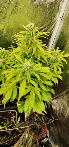Growreport Bild 3