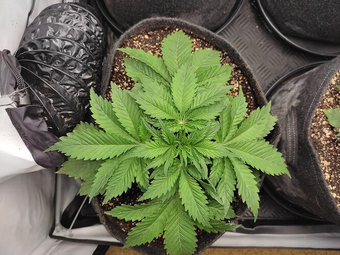 Growreport Bild 13