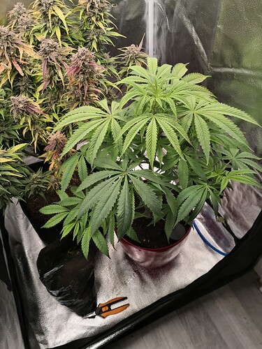 Growreport Bild 6