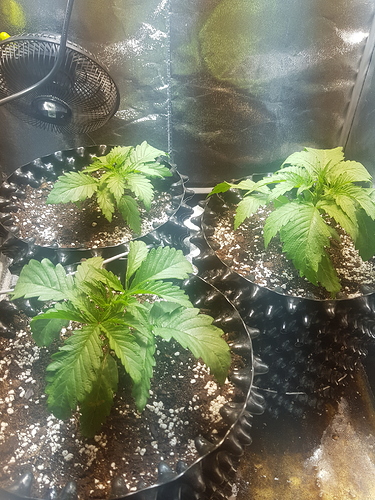 Growreport Bild 25
