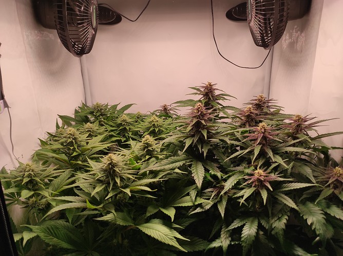 Growreport Bild 3