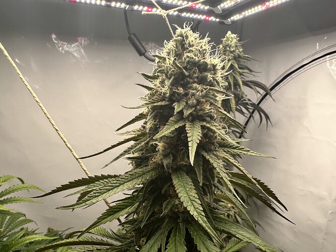 Growreport Bild 4