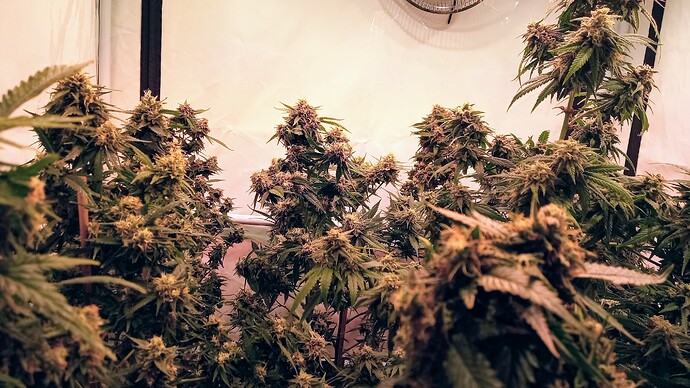 Growreport Bild 45