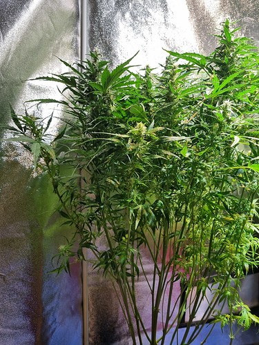 Growreport Bild 15