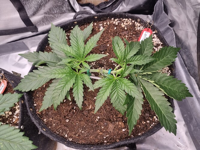 Growreport Bild 44
