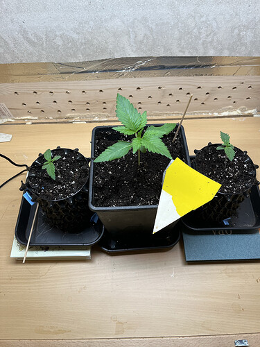 Growreport Bild 2