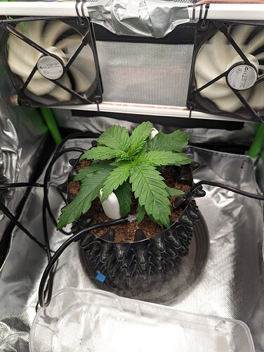 Growreport Bild 1