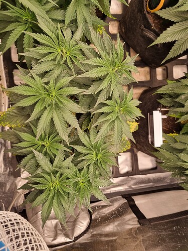 Growreport Bild 53